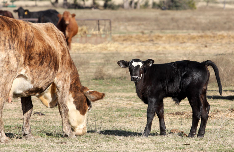Wild Art - Cattle